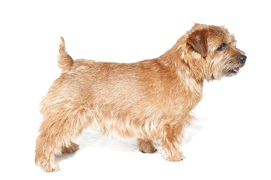 Norfolk Terrier for sale in UK | 58 