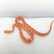 corn snakes for sale