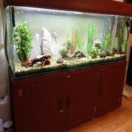 6ft fish tank for sale