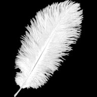 feather plume for sale