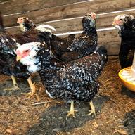 large fowl hatching eggs for sale