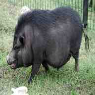pot belly pig for sale