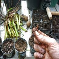 comfrey root cuttings for sale
