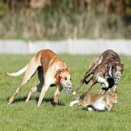 hare coursing for sale