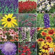 perennial plants for sale