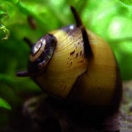 snail horn for sale