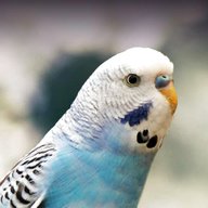 blue budgie for sale