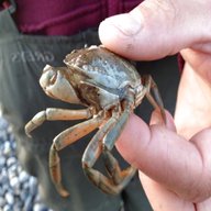 live peeler crab for sale