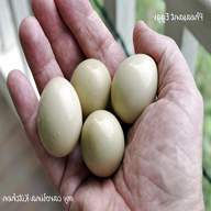 pheasant eggs for sale