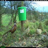 pheasant feeders for sale
