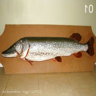 taxidermy pike for sale