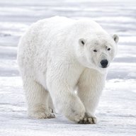 polar bears for sale