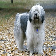 polish lowland sheepdog for sale