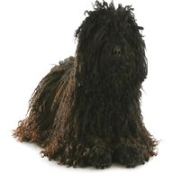 hungarian puli for sale