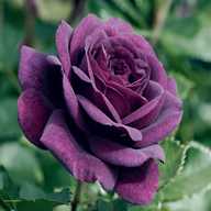 dark purple roses for sale
