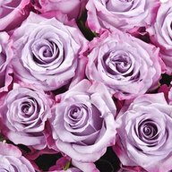 lavender rose for sale