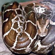 python snake for sale