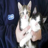 rspca cats for sale