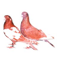 red pigeons for sale