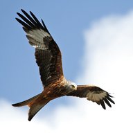 red kite for sale