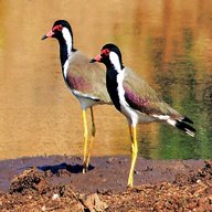 lapwing for sale