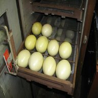rhea hatching eggs for sale