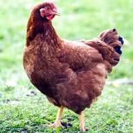 rhode island red for sale