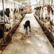 dairy cow farm for sale