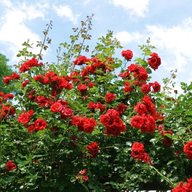 rose bushes for sale