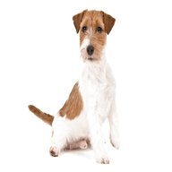 russell terrier for sale
