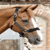 horse head collars for sale