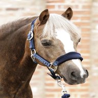 pony headcollar for sale