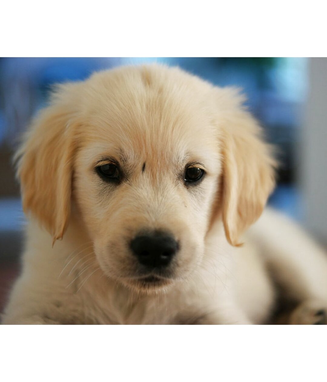 Golden Retriever Puppies for sale in UK | View 53 ads