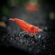 red cherry shrimp for sale