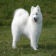 samoyed picture for sale