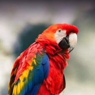 macaws for sale