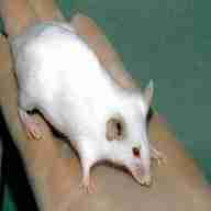 white mice for sale