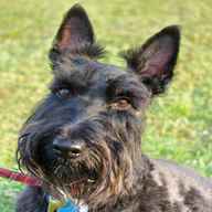 scotland terrier for sale