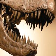 dinosaur teeth for sale