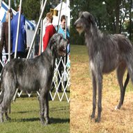 scottish deerhound for sale