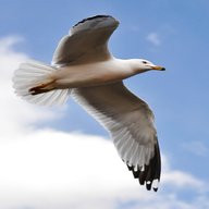 seagull bird for sale