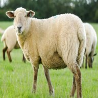 ewe sheep for sale
