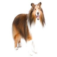 shelties for sale