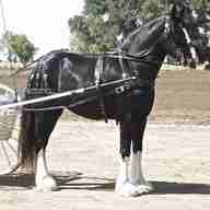 shire draft horse for sale