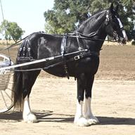 shire horse for sale