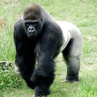 silverback gorilla for sale