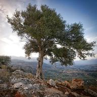 olive tree for sale