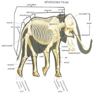 bone elephant for sale