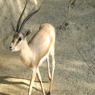 gazelle for sale