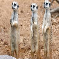 meerkats for sale